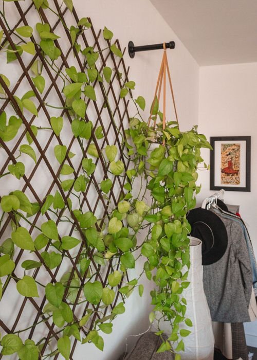Indoor Wall Vine Ideas For Your Home