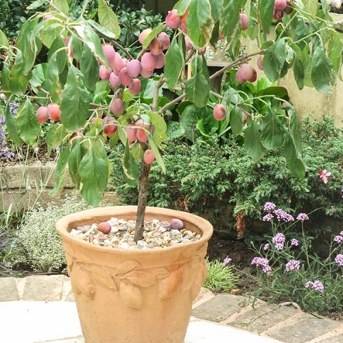Fruit Trees to Grow in Cold Climates 7