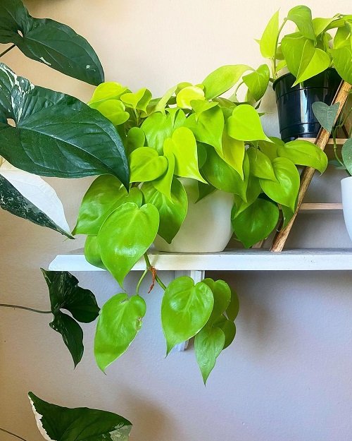 Marvelous Philodendrons You Will Truly Adore 7