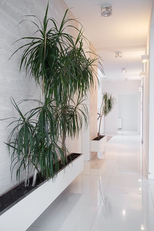 Corridor Decoration Ideas with Plants 5