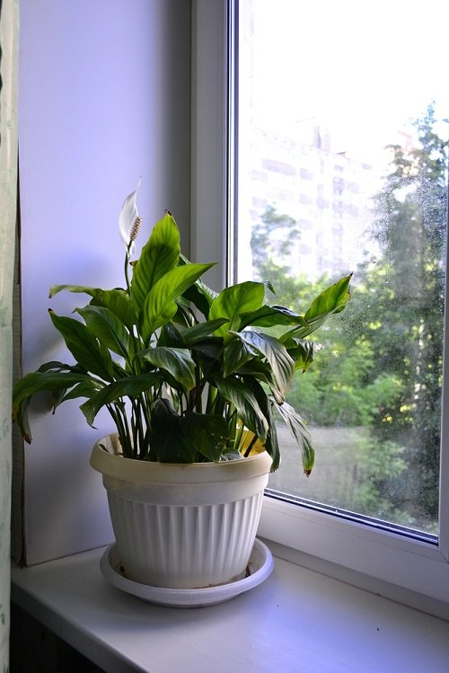 Peace Lily Drooping 5