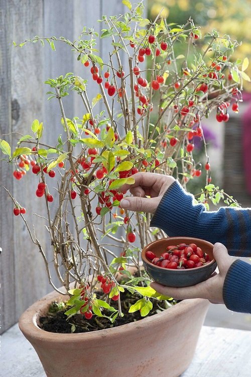 Fruit Trees to Grow in Cold Climates 9
