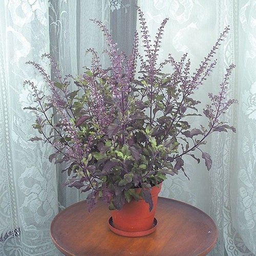 Flowering Herbs 30
