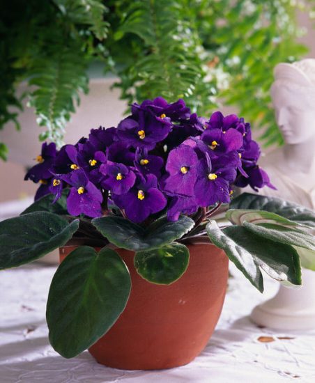 24 Houseplants You Can Grow on Top of a Fridge | Balcony Garden Web