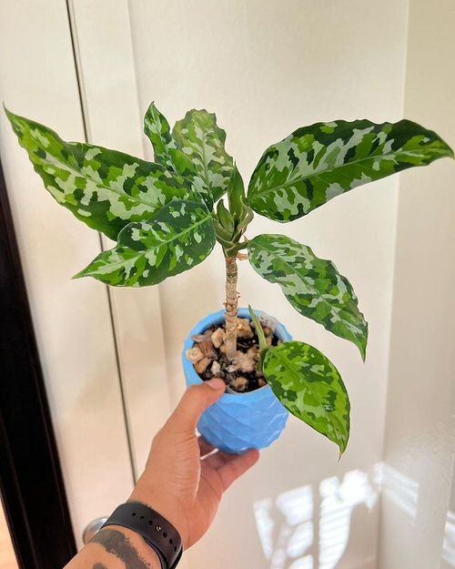 Aglaonema Pictum Tricolor Care and Growing Guide