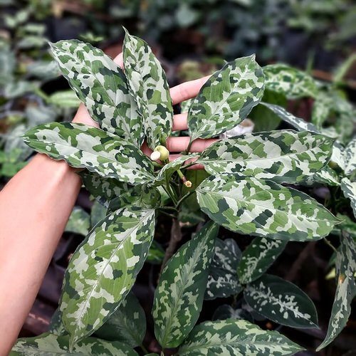 Aglaonema Pictum Tricolor Care and Growing Guide 2