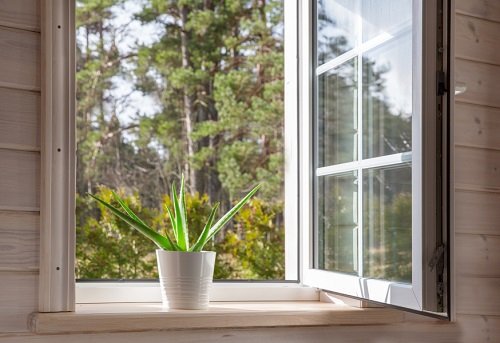 Best Indoor South Window Facing Plants 22