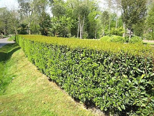 48 Best Plants for Hedging | Beautiful Hedge Plants 9