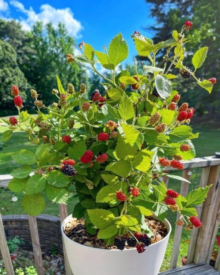 How To Grow Blackberries In Pots Easily At Home | Balcony Garden Web