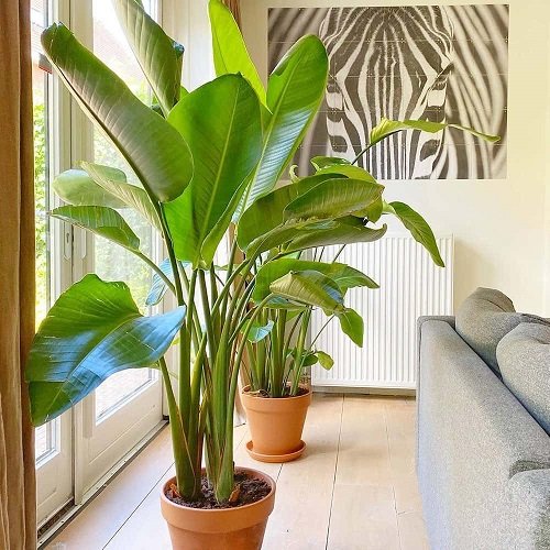 Best Indoor South Window Facing Plants 20