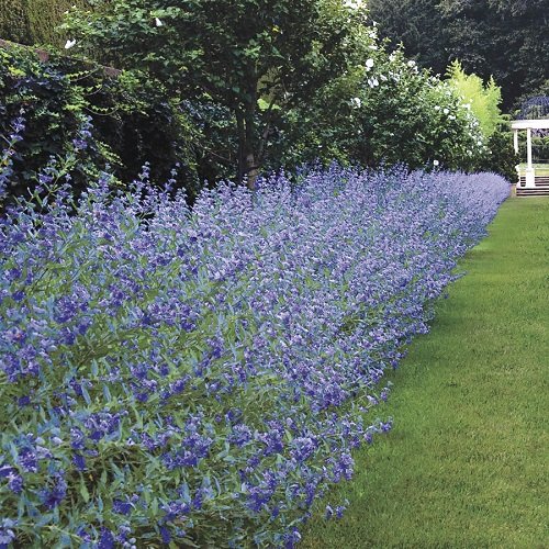 Bluebeard Flower Hedge Plants