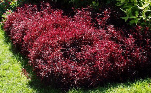 48 Best Plants for Hedging | Beautiful Hedge Plants 23