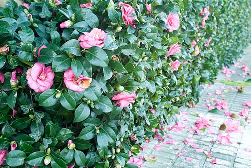48 Best Plants for Hedging | Beautiful Hedge Plants 8