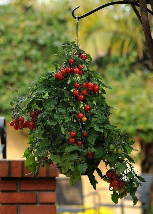 9 Best Berries to Grow in Hanging Baskets 1