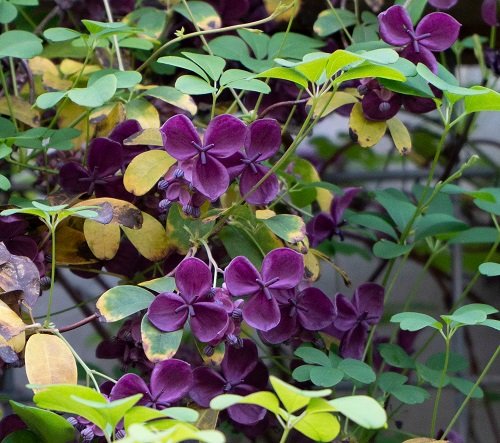 Best Vines with Purple Flowers 8