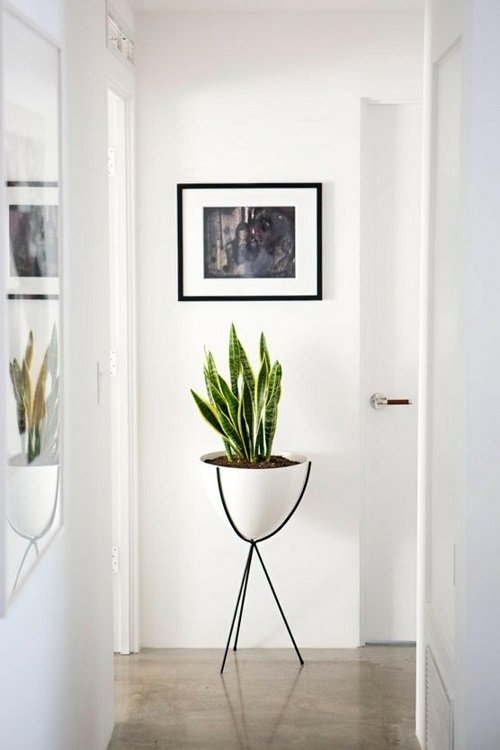 Corridor Decoration Ideas with Plants 15