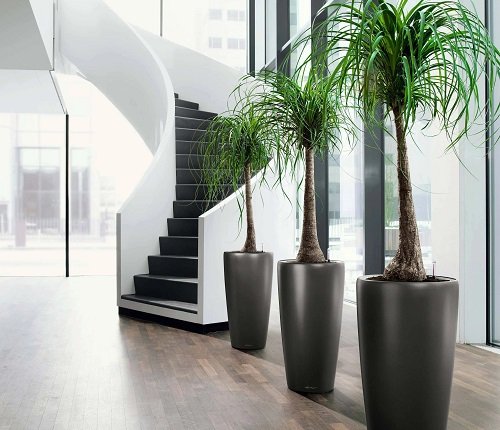 Corridor Decoration Ideas with Plants 10