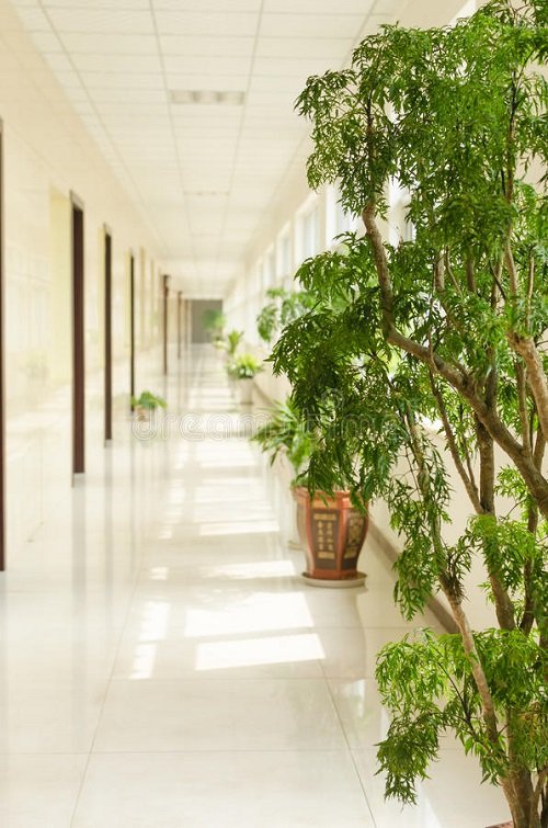 Corridor Decoration Ideas with Plants 17