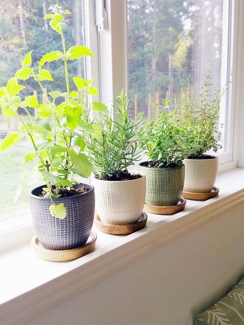 Best Indoor South Window Facing Plants 12