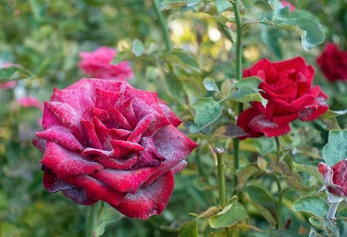 How to Get Rid of Aphids on Roses | 14 Most Effective Solutions 6