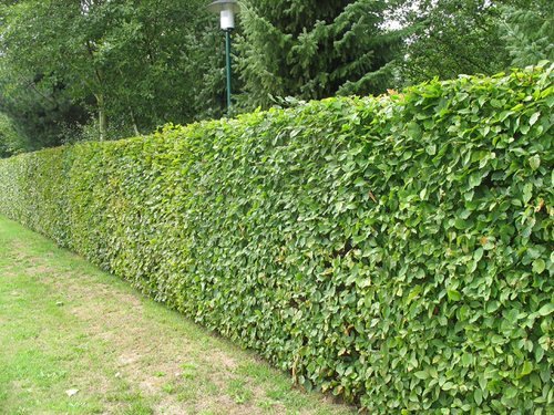 48 Best Plants for Hedging | Beautiful Hedge Plants 13