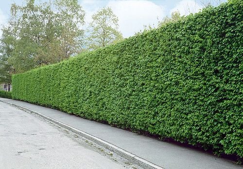 48 Best Plants for Hedging | Beautiful Hedge Plants 12