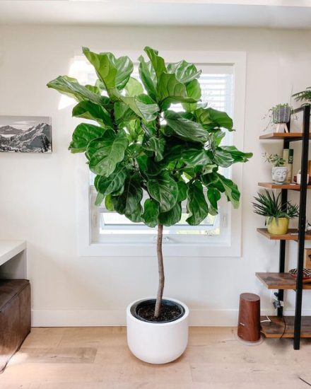 21 Easiest Houseplants | Easiest Indoor Plants to Take Care Of