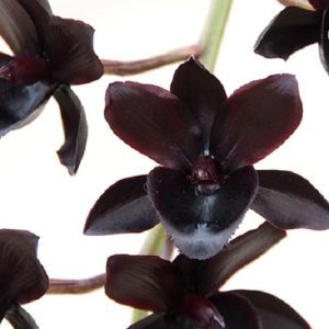 19 Rare Black Orchid Flowers for Home Gardens | Balcony Garden Web