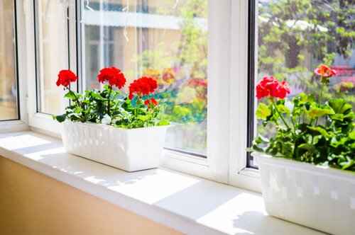 Best Indoor South Window Facing Plants 5