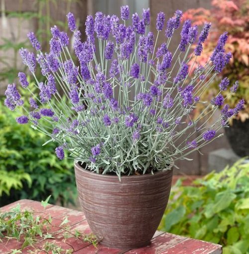 Best Types of Lavender 3