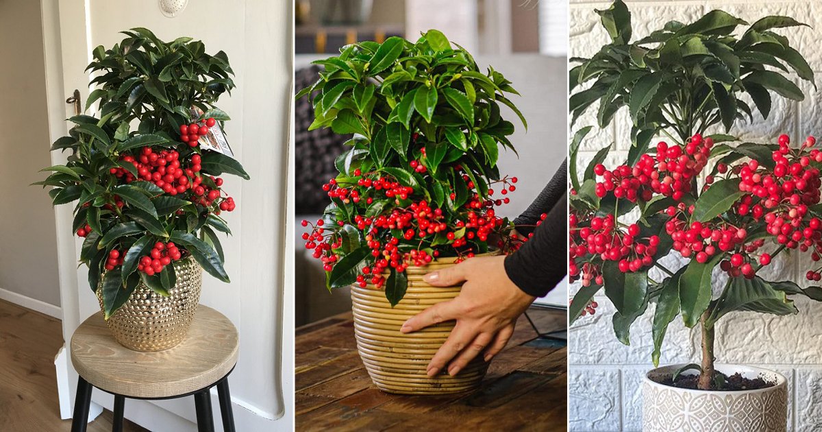 this with Red | Ardisia (Christmas Berry) Care
