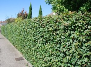 48 Best Plants for Hedging | Beautiful Hedge Plants | Balcony Garden Web