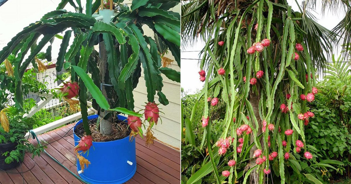 dragon fruit plant from seed