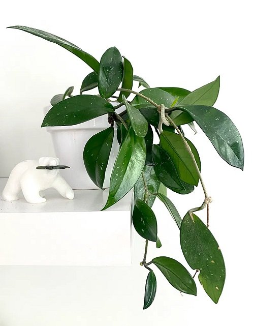 32 Amazing Hoya Plant Ideas to Display Them in Style! 12