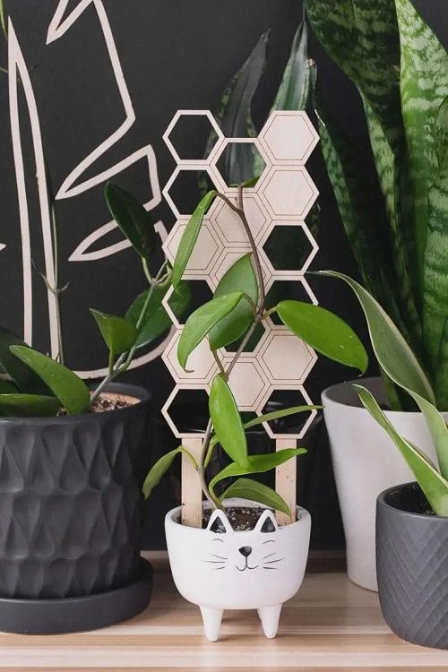 32 Amazing Hoya Plant Ideas to Display Them in Style! 15