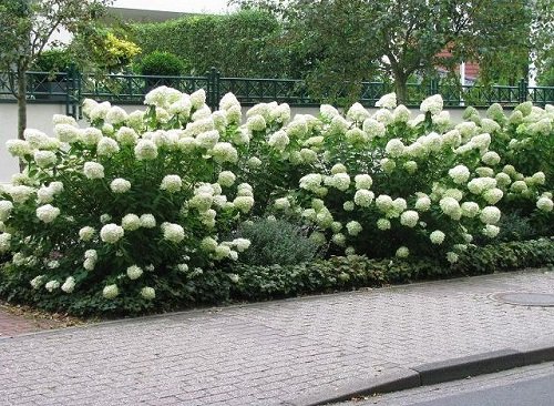 Best Flower Hedge Plants 