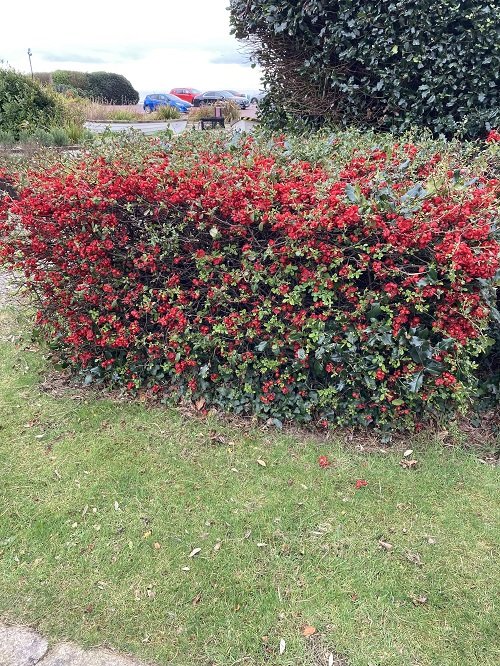 Japanese Quince Flower Hedge Plants