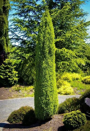 21 Best Narrow Trees for Containers & Small Gardens