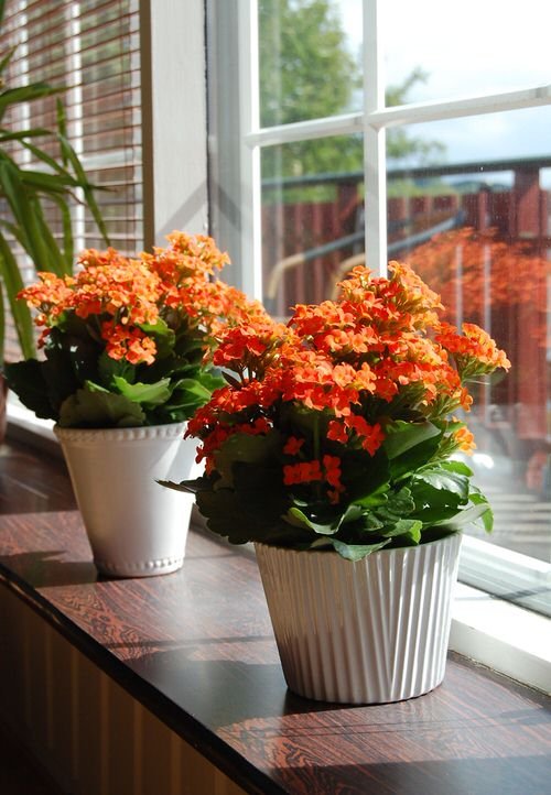 Las mejores suculentas con flores para cultivar en interiores y exteriores 7