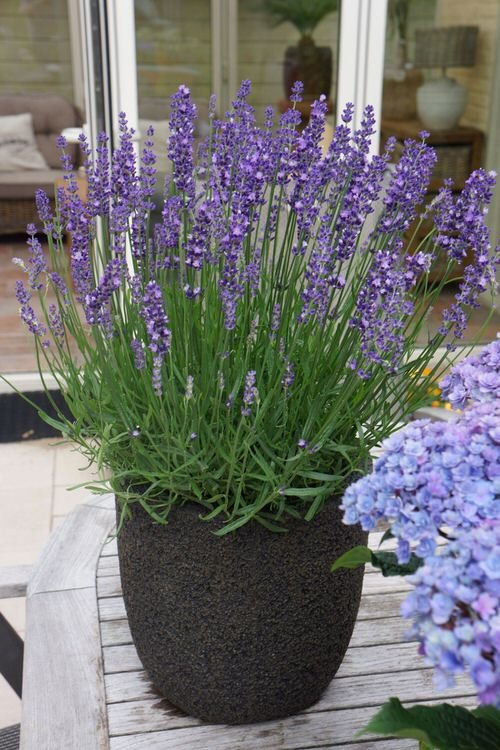 Best Types of Lavender