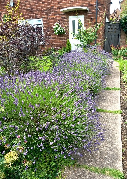 lavender Flower Hedge Plants