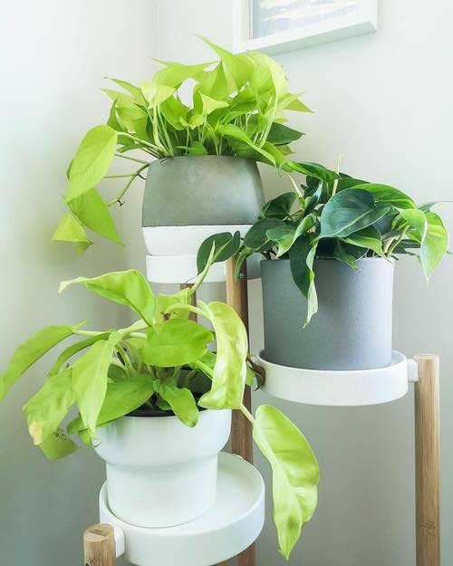 10 Top Tips on How to Turn Leggy Pothos Plant Bushier