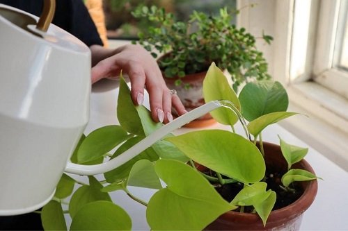 How to Turn Leggy Pothos Plant Bushier Maintain the Right Level of Moisture