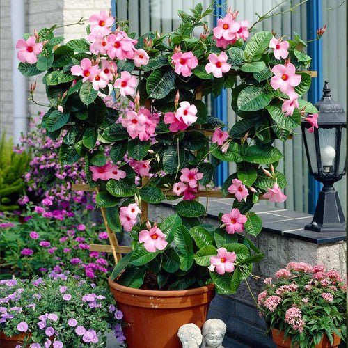 How to Grow Mandevilla in Pot 2