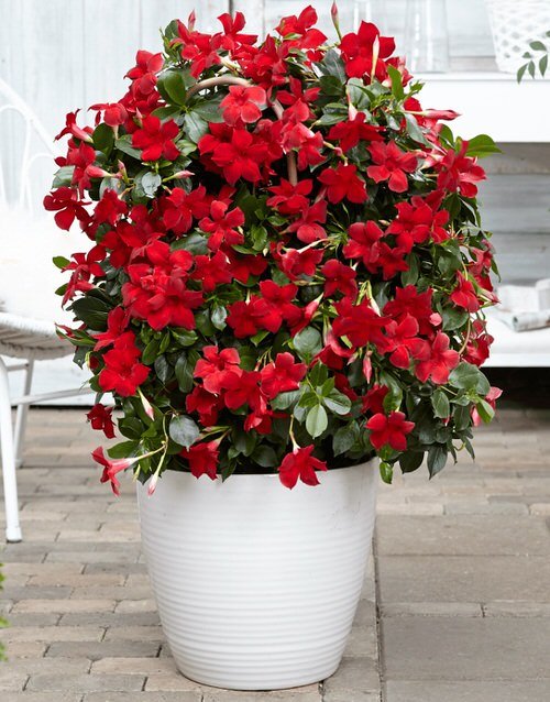 How to Grow Mandevilla in Pot