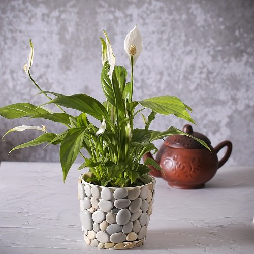 Peace Lily Drooping