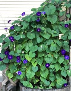 17 Best Vines with Purple Flowers | Purple Flowering Climbers