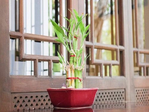 Best Places in Home to Keep Lucky Bamboo 4