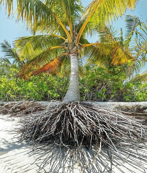 Palm Tree Root System 