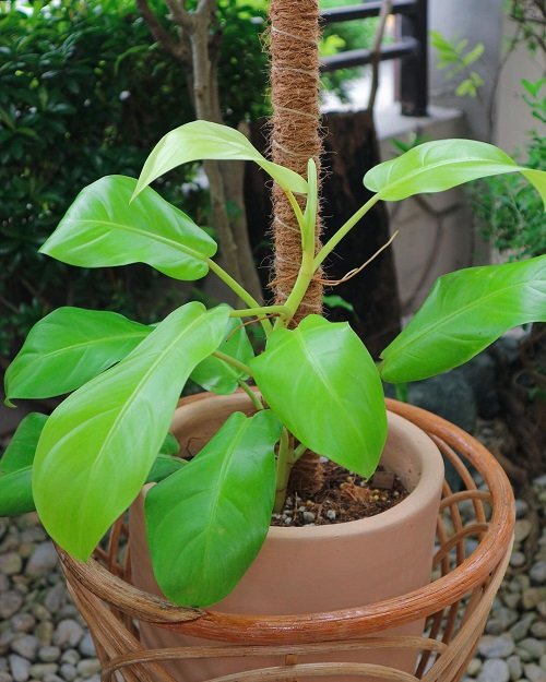 Philodendron Ceylon 2